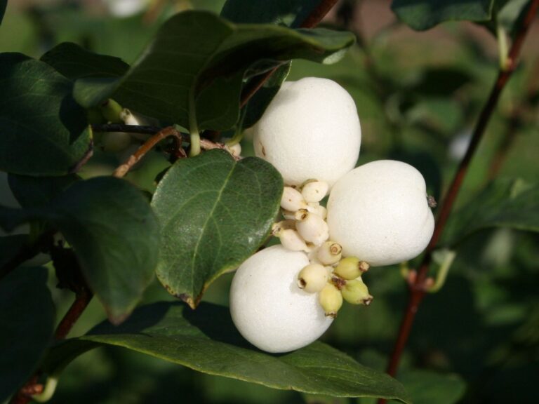 Die 2te! Knallerbse zur Wahl