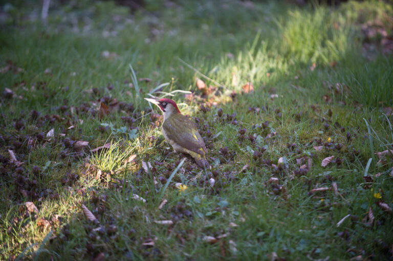 Schöne Weihnachten + Guten Rutsch